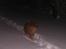 Chow chow Balder - weeei sne!