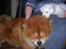 Chow chow Balder - NEJ! stop! Det kilder!