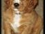 Cavalier king charles spaniel Samson
