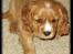 Cavalier king charles spaniel Samson
