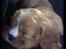 Cavalier king charles spaniel Samson