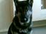 Schæferhund Karl Max
