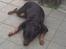 Rottweiler Kakestto's Cheetah *RIP* - Lille Hund i haven i sommers :)