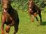Dobermann Magic v Dunav Stam R.I.P.
