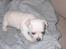 Chihuahua Chilli - Chilli som BABYYY.. ca 3uger..