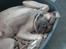 Mastiff Holger (Find holger ) - Tager lige en slapper