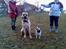 Mastiff Holger (Find holger ) - Sidder lige sammen med sin legekammerat...
