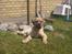Mastiff Holger (Find holger ) - Her er jeg ca 14 uger gammel og nyder solens varme : )