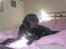 Labrador retriever santos - en rigtig tiggeprins