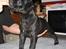 Staffordshire bull terrier Solo