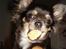 Chihuahua *Gorgeous <3* - Nam Nam yndlings kiks!