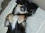Chihuahua *Gorgeous <3* - Er man ikke lige laber, laber med moars solriller på?? hihi