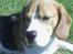 Beagle *Victor<3* - Gamle<3