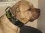 Mastiff Holger (Find holger ) - Stor hund stort halsbånd : )