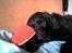 Blanding af racer Rollo<3