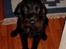 Blanding af racer Rollo<3