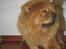 Chow chow tulle "DØD" :'(