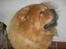 Chow chow tulle "DØD" :'(