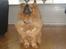 Chow chow tulle "DØD" :'(