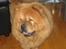 Chow chow tulle "DØD" :'(