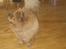Chow chow tulle "DØD" :'(