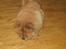 Chow chow tulle "DØD" :'(