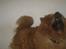Chow chow tulle "DØD" :'(
