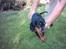 Gordon setter Storaaens Chief "Pelle" - slip mig, vil ud at lege!
