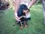 Gordon setter Storaaens Chief "Pelle" - okay så tag et billede..