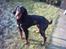 Gordon setter Storaaens Chief "Pelle"