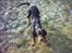 Gordon setter Storaaens Chief "Pelle" - skal vi lege