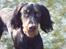 Gordon setter Storaaens Chief "Pelle"