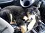 Berner sennenhund Boss DØD D25/3 R.I.P - Ja jeg ved det godt - blev lidt træt og ligner en puddelhund! (mobil-foto)
