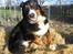 Berner sennenhund Boss DØD D25/3 R.I.P - Flirte-flirte med fotografen.... Blinker alt hvad jeg kan....