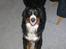 Berner sennenhund Boss DØD D25/3 R.I.P - "Hvad er der mor...se hvor lange jeg er....