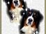 Berner sennenhund Boss DØD D25/3 R.I.P - Se her er jeg ikke smuk..en gave fra det lille blå lyn...TAK.!!
