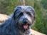 Blanding af racer Oskar *R.I.P.*
