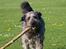 Blanding af racer Oskar *R.I.P.*