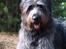 Blanding af racer Oskar *R.I.P.*