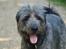 Blanding af racer Oskar *R.I.P.*