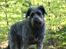 Blanding af racer Oskar *R.I.P.*