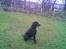 Labrador retriever santos - kommer den bold ikke snart??