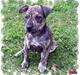 Amerikansk staffordshire terrier ¤ Nala ¤ (7Soveren)
