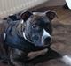Staffordshire bull terrier Batman * R.I.P *  16/2-07