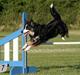 Border collie Maddie, stambogsnavn Emma (RIP 2020)