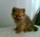 Pomeranian Ariel