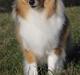 Shetland sheepdog Sonja