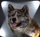 Akita inu Sumi * R.I.P *