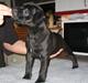 Staffordshire bull terrier Solo