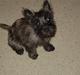 Cairn terrier Fie
